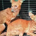 असीटिक वाइल्ड डॉग का लौटना